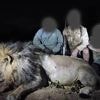 Trofeejagers maken jonge leeuw Blondie af in Zimbabwe: “Ze lokten hem weg uit veilig reservaat”