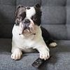 Game of Bones! Study reveals dogs' favourite TV programmes