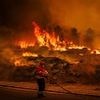 Former mayor is killed trying to defend Portuguese town from wildfire inferno - as apocalyptic blazes rip through Europe, ravaging Spain and Greece turning them into a burning hellscape