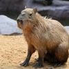 Un zoo chinois retrouve un capybara fugitif après deux mois de cavale