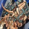 Fishermen's fury as 'disaster' octopus invasion destroys their catch thanks to woke rule allowing predators to 'treat them like McDonald's