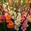 Good news for gardeners! Scientists have uncovered a simple way to boost plant growth - and all you need is a speaker