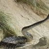 Serpents : bientôt un antivenin universel ?