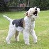 What's your pet saying? AI could help translate animal sounds into words
