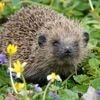 Comment protéger les hérissons ? Participez au recensement de cet animal menacé