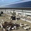 Zonnestroomboeren in problemen door negatieve elektriciteitsprijzen