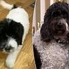 My adorable cockapoo Waffle was the perfect puppy - then he grew into 22kg beast with health issues that have cost me a fortune
