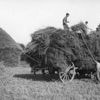 Vaches, foins, moisson… « C’était les vacances de mon enfance et nous n’étions pas malheureux »