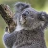 Nach Großbrand in Australien: Scharfschützen erschießen 700 Koalas aus Helikoptern