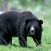 Hiker is dragged into forest and killed by a bear while walking Japanese trail