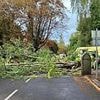 Woman, in her 40s, dies after being hit by 'massive' tree branch that snapped in windy weather