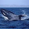 Ominous warning for humanity as blue whales go mysteriously silent