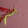 Wasp 'riding a broomstick' wows photography judges