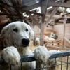 Quiz. Êtes-vous incollable sur les races de chiens ?