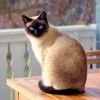 Un chat rend fou un quartier en volant jusqu’à 9 vêtements par jour : « J’espère qu’il va arrêter »