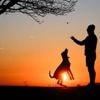 Geliebte Fellnasen: Sind Hunde die besseren Kinder? In bestimmter Hinsicht schon