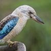 Des scientifiques découvrent un taux important de changement de sexe chez certains oiseaux