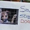 India top court shelves plan to lock up Delhi's one million street dogs