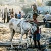 ‘Israël redt je ezel, maar niet je dochter’: omstreden transport van dieren uit Gaza verloopt via luchthaven van Luik
