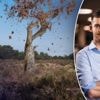 Wat is de oorzaak van de ‘valse herfst’ in onze bossen? “Vergelijk het met iemand die veel zweet, maar niet kan drinken”