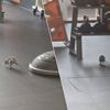 Rat gespot in Basic-Fit van Roeselare: “Meteen actie ondernomen”