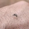 Chikungunya-Fieber: Auswärtiges Amt warnt Italien-Urlauber vor Tigermücken