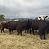 Mystery as 15 cows suddenly drop dead on remote Colorado cattle ranch