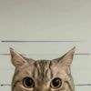 Un chat ingérable sème la pagaille au commissariat : le « délinquant » finit en garde à vue