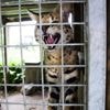 Wilde dieren horen niet in huiskamers. Hou dus de lijst die hen – én ons! – beschermt overeind