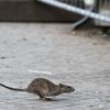 Ratten-Alarm am Hermannplatz: Neukölln erlässt Allgemeinverfügung – hohe Strafen drohen