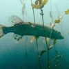 Avec la « sonnette à poisson », des internautes du monde entier aident les poissons à migrer