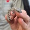 “Uitgestorven” gekko na 34 jaar teruggevonden in Zuid-Afrikaanse kloof