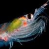 Why scientists are counting tiny marine creatures, from Space