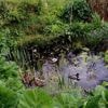 Une mare dans votre jardin, ça vous tente ?