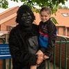 Father who wore gorilla outfit to pick up daughter at 'woke' school is reprimanded for 'serious safeguarding issue'