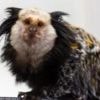 Monkey addicted to marshmallows rescued from pet trade