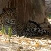 VIDÉO. Un léopard bondit sur une voiture en plein safari et attaque un enfant de 12 ans