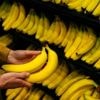 Klimaatcrisis bedreigt wereldwijde banaanproductie