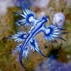 Doit-on craindre le dragon bleu, cet étonnant animal qui oblige l’Espagne à fermer ses plages ?