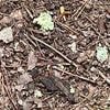 People creeped out after man posts photo of massive spider hiding in plain sight... can you spot in 20s or less?