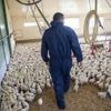 Le géant de la volaille LDC porté par ses acquisitions et la hausse de ses ventes