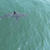 Great white sharks head north, following seals and alarming beachgoers