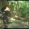 Makabre Marotte aus Langeweile: Tödliche Mode: Affenbabys als lebendes Accessoire