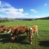 Au Japon, les voitures vont-elles bientôt carburer à... la bouse de vache ?