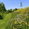 Roep om meer wilde natuur: ‘Als we vlinders willen, moeten we de distels laten staan’