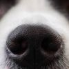 Et si les chiens pouvaient détecter la maladie de Parkinson grâce à leur odorat ?
