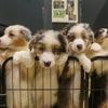 Escalope de chiot, saucisson de bichon, steak de labrador… Ils créent une fausse ferme de viande canine pour dénoncer l’exploitation animal