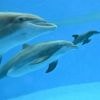 Video shows dolphin calf birth and first breath at Chicago zoo. Mom's friend helped