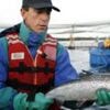 Chile's salmon farms hope for calmer waters