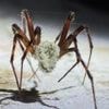 'Zombie spider' fungi among Kew archive specimens